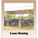 loose housing1