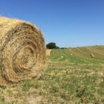 Baled Hay