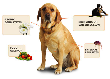 can dogs have allergic reactions to food