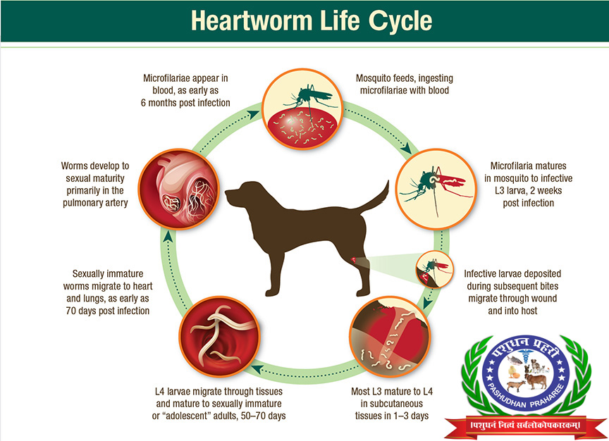 how do you prevent heartworms in dogs naturally
