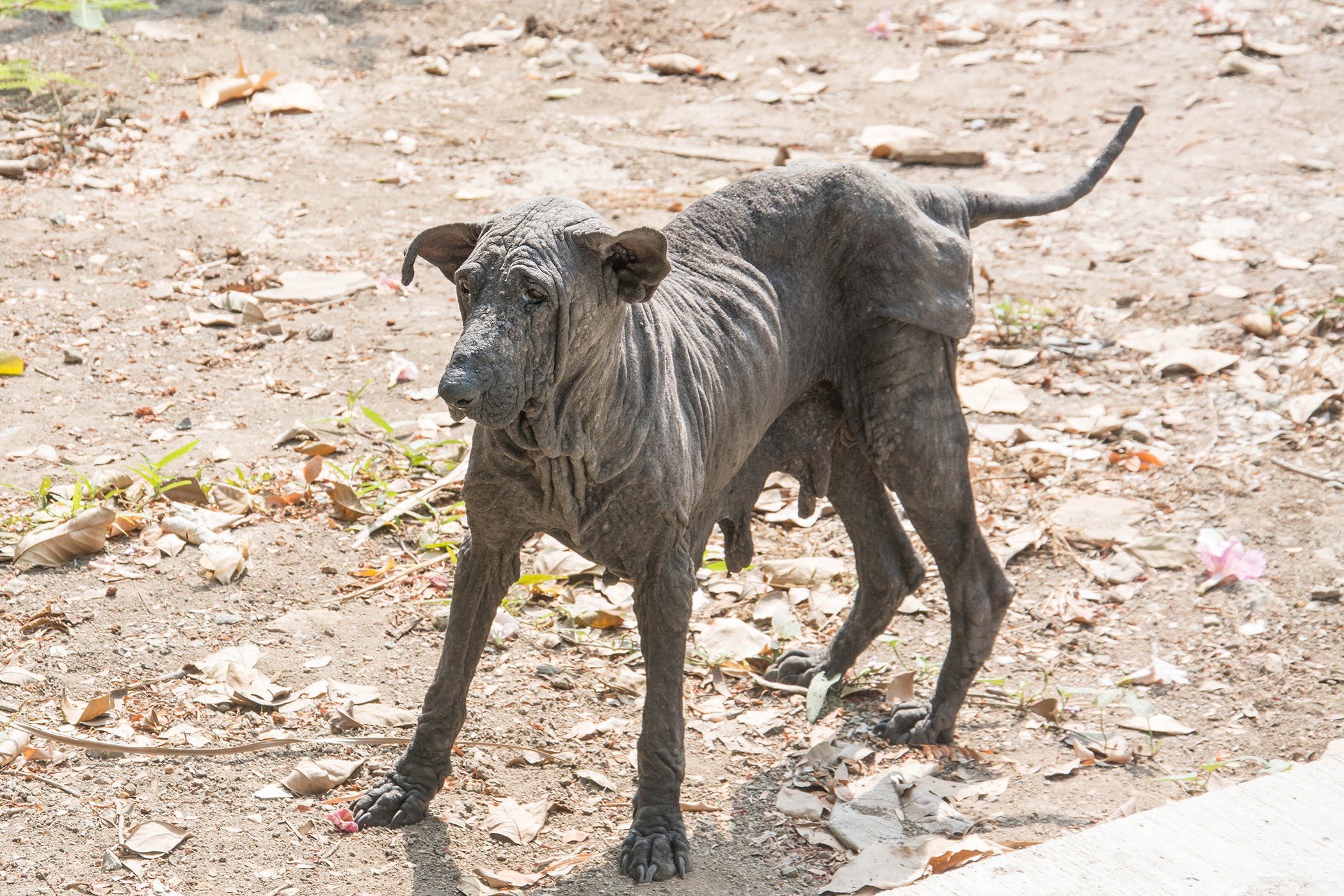boxer dog black skin disease