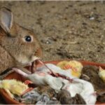 Cannibalism in rabbits