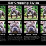 EAR CROP STYLES