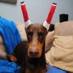 EXAMPLE OF THE TAPING OF A DOG’S CROPPED EARS AFTER SURGERY.