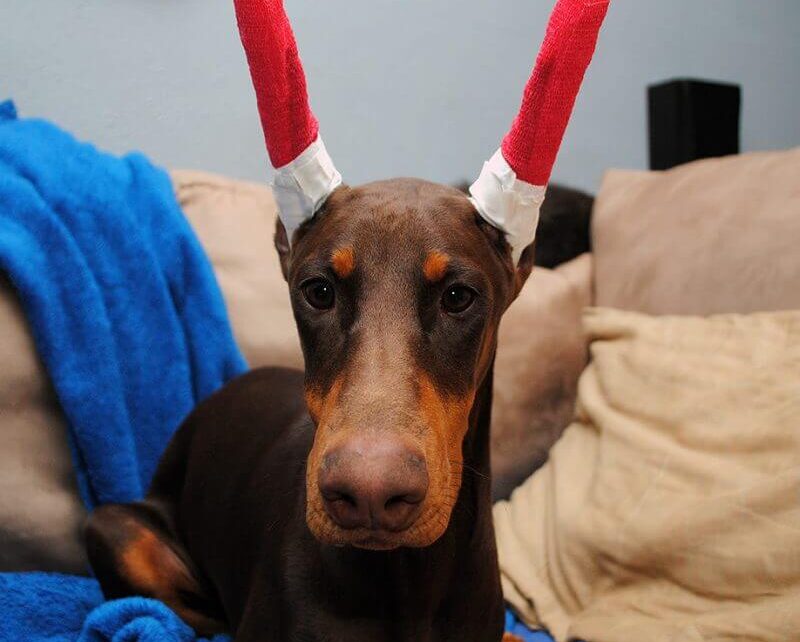 why are dobermans ears docked