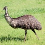 Emu meat 1