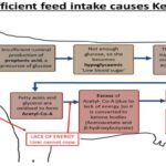 Ketosis in Dairy Cows