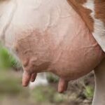 Mastitis in cow