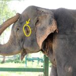 Musth in elephants