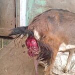 Pre-partum prolapse in a goat