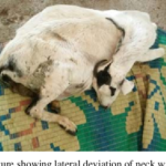 Pregnancy Toxaemia in Sheep