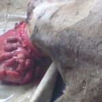 Vaginal prolapse in a cow