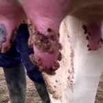 Warts in cow