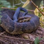 venomous snakes of India 1