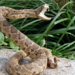 venomous snakes of India