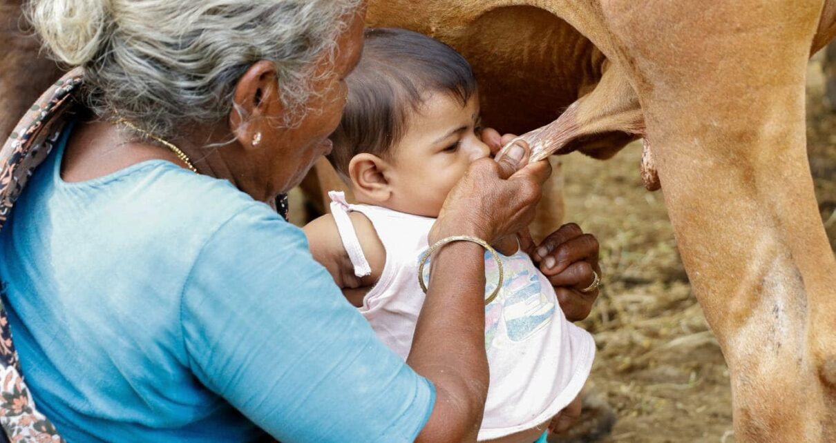 Bovine Tuberculosis A Zoonoses Of Public Concern Pashudhan Praharee   Bovine Tuberculosis 1210x642 