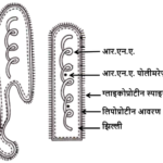 Rhabdoviridae family