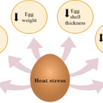 Effect of heat stress on egg production