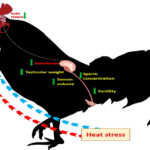 Heat stress impact of cock fertility