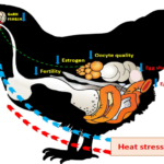 Impact of heat stress on hen`s reproduction