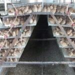 Battery cage