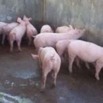 GROWER PIGS