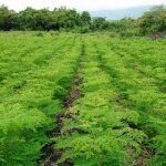 MORINGA FARMING