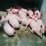 WEANERS