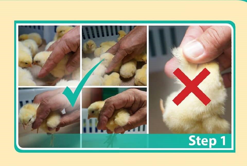Chick Sexing Procedure For Commercial Poultry Farming Pashudhan Praharee 5261