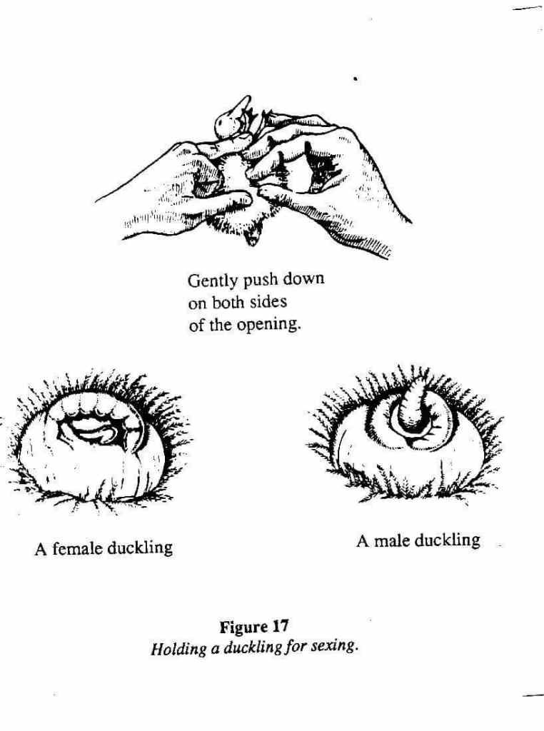 Method For Sexing Of Chickens Pashudhan Praharee