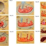Pregnancy Diagnosis in Mares