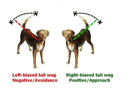 does a wagging tail mean a dog is not aggressive