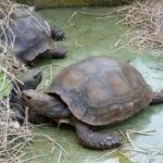 Asian Forest Tortoise