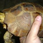 Elongated Tortoise