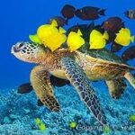 Green Sea Turtle