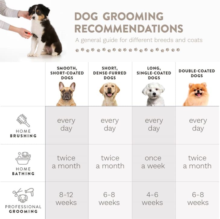 Guide To Grooming Dogs & Cats – Do's & Don'ts