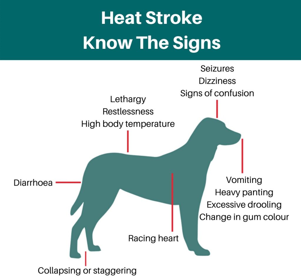 Warning signs and Treatment of Heat Stroke in Dogs | Pashudhan praharee