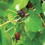 Mulberry leaves