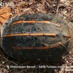 Three-keeled land Tortoise