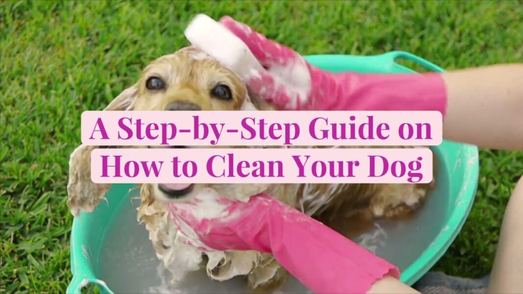 A Step-by-Step Guide How to Bath Your Dog | Pashudhan praharee