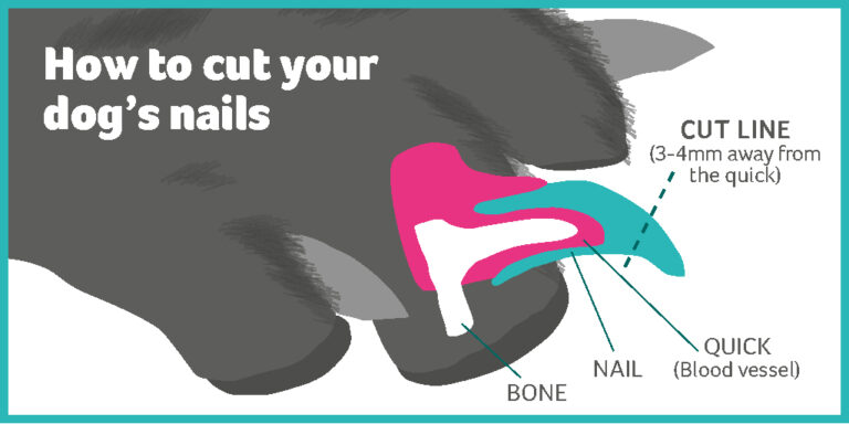 The Importance of Trimming Dog Nails:Tips & Tricks, Do’s and Don’ts ...