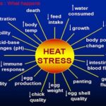 heat stress in poultry1