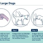 Heimlich Maneuver for Large Dogs