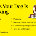 Signs Your Dog Is Choking