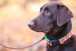 Dog Collars and Leashes