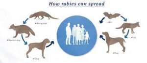 Rabies