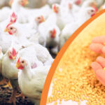 Role of Feed Grinding and Feed Particle Size in Poultry Feed Nutrition