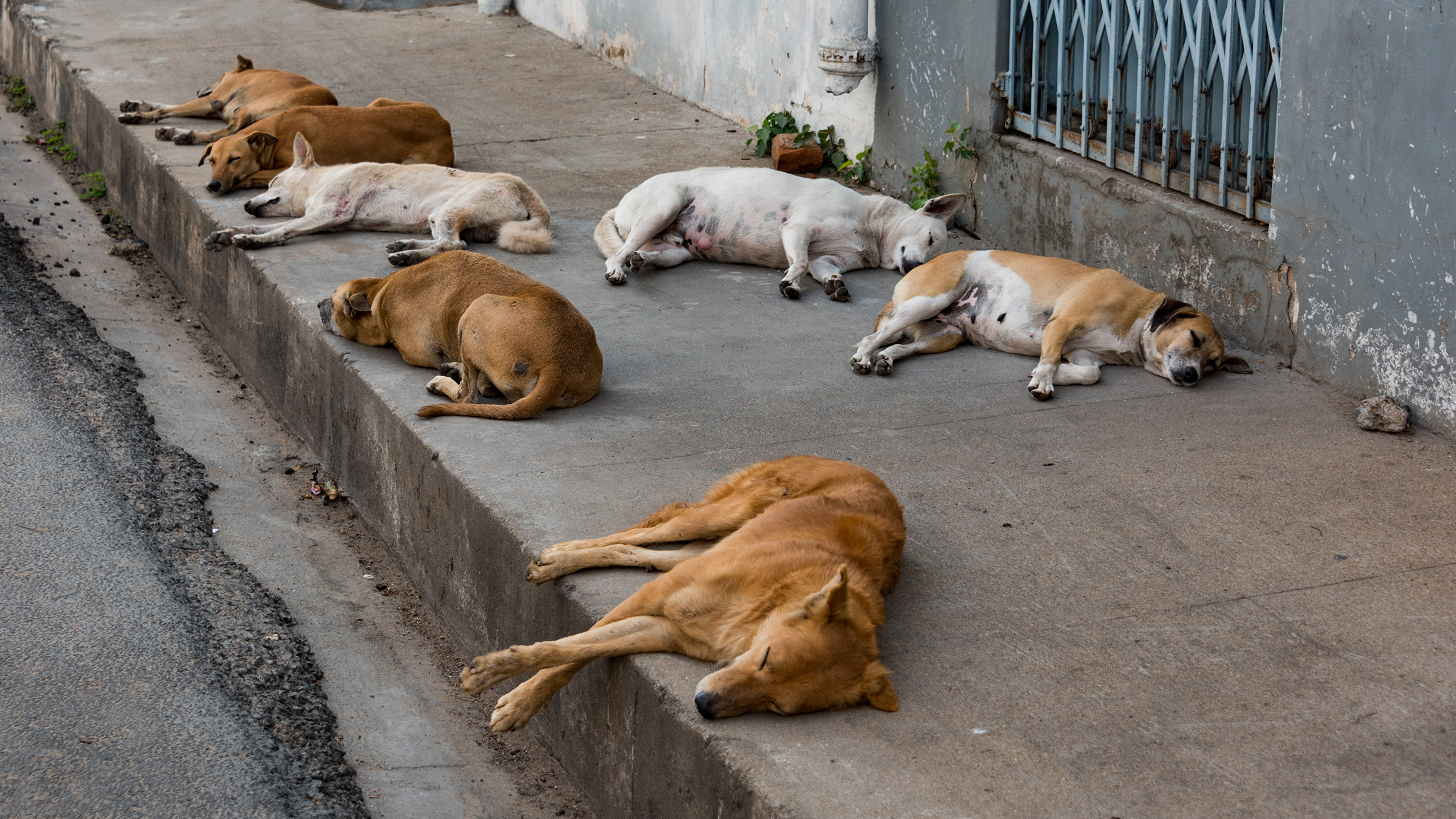 Where to find stray hot sale dogs