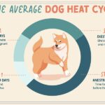 heat cycle in female dog