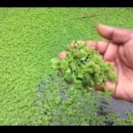 AZOLLA